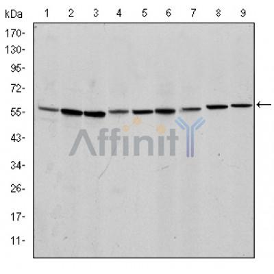 Валидация Affinity BF0591 - 5310