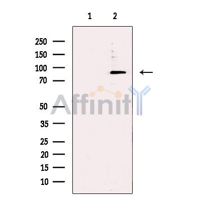 Валидация Affinity DF13432 - 8747