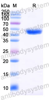 Валидация SDS-PAGE - AntibodySystem RVV08902