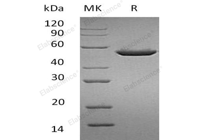 Валидация Elabscience PKSH032849(3260)