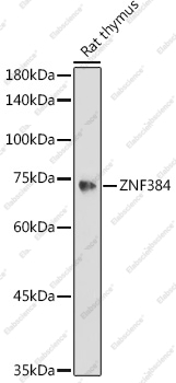 Вестерн-блоттинг, ZNF384, ткань тимуса крысы