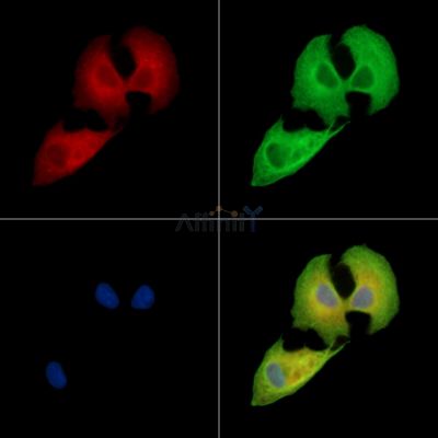 Валидация Affinity DF14881 - 11028