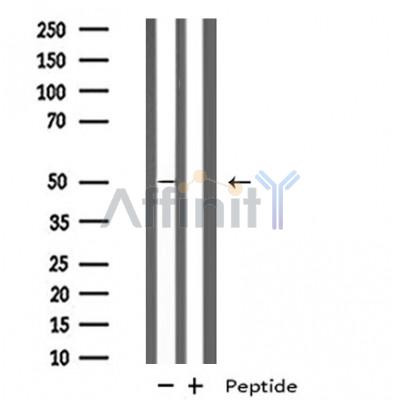 Валидация Affinity DF4981 - 16828