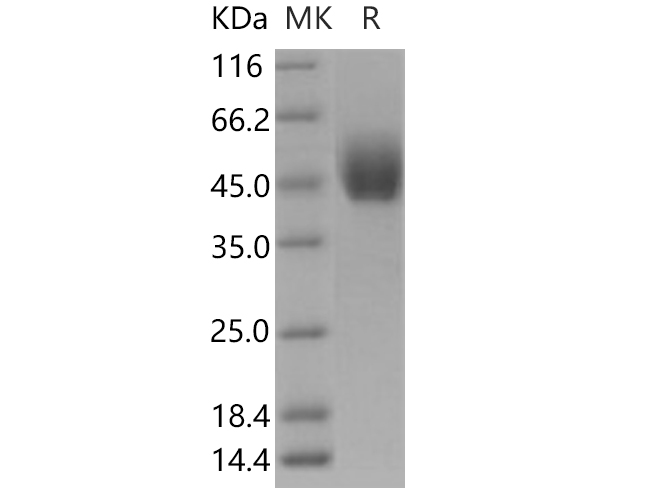 Валидация Elabscience PKSH030555(1461)