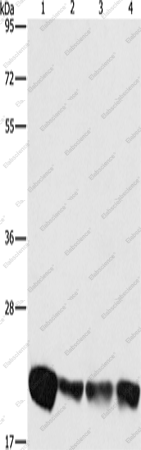 Вестерн-блоттинг, PEBP1, клетки A549, K562, HeLa и HepG2