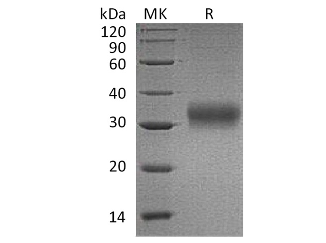Валидация Elabscience PKSH033773(4045)