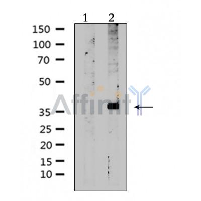 Валидация Affinity DF5171 - 17143