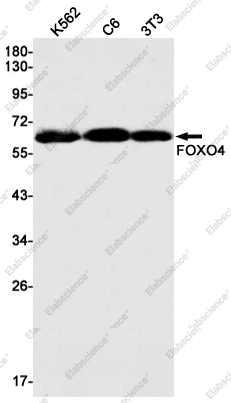 Вестерн-блоттинг, FOXO4, клетки K562, C6, 3T3