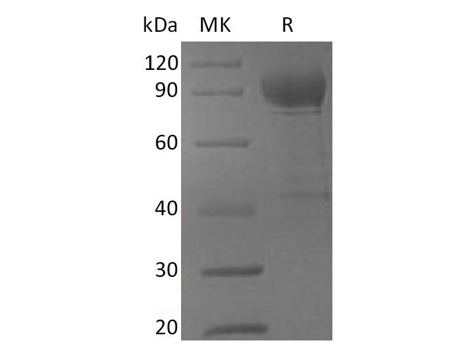 Валидация Elabscience PKSH033800(4071)