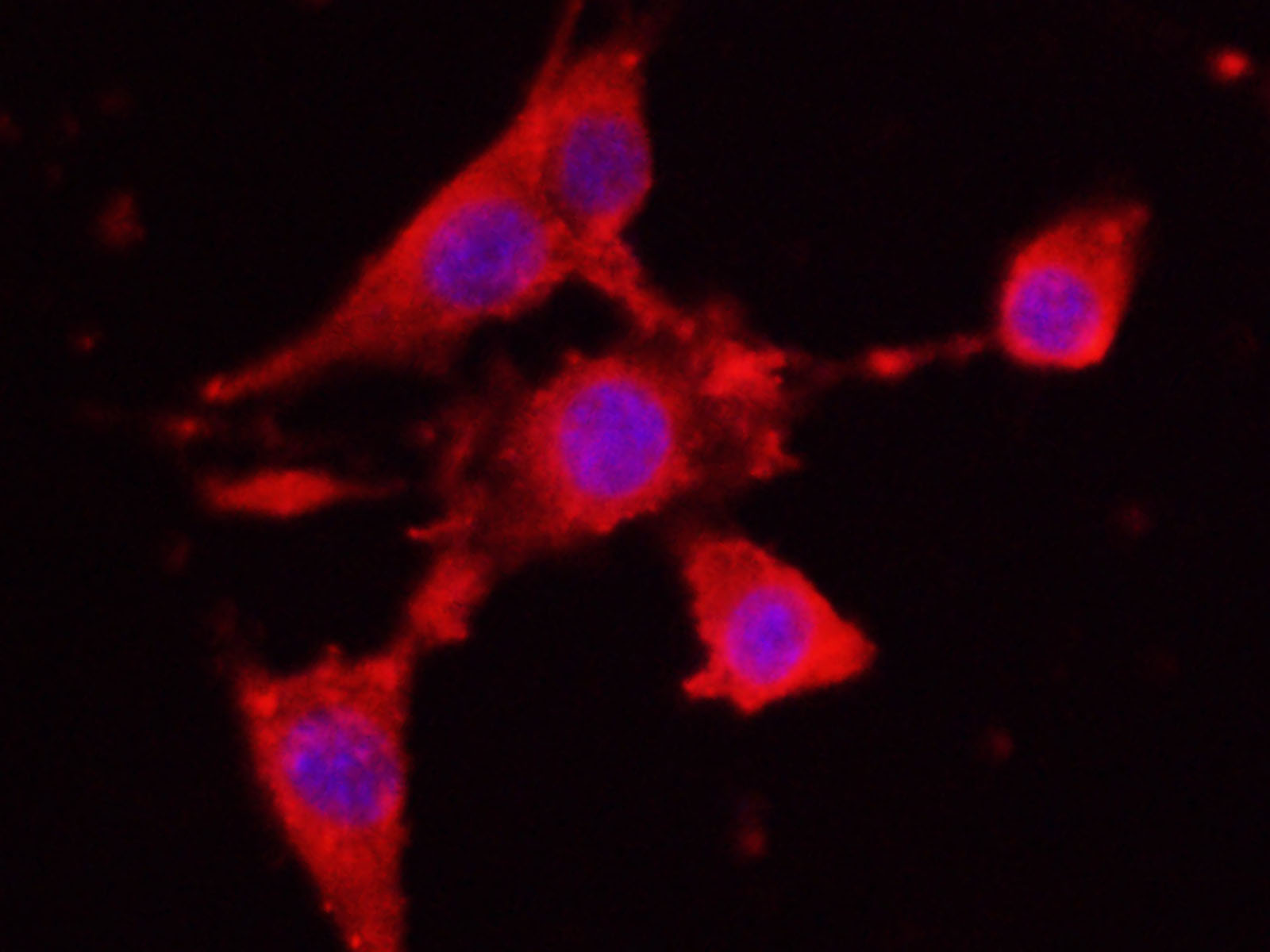 Валидация Elabscience D-AB-10447L