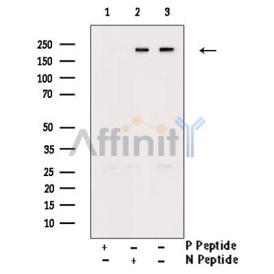 Валидация Affinity AF3489 - 2017