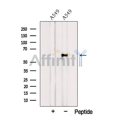 Валидация Affinity DF12710 - 7374