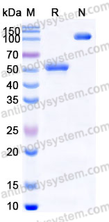 AHJ85302, SDS-PAGE