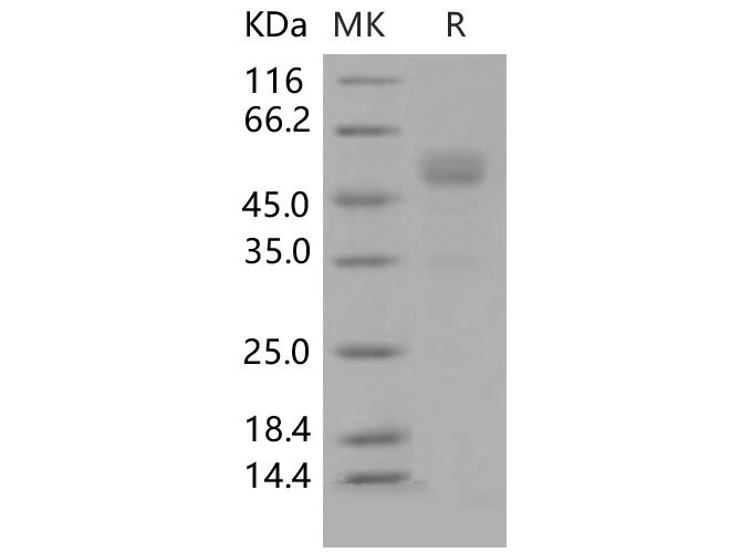Валидация Elabscience PKSM040610(4596)