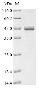 SDS-PAGE