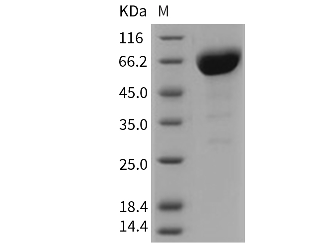 Валидация Elabscience PKSM040728(4704)