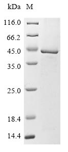 SDS-PAGE