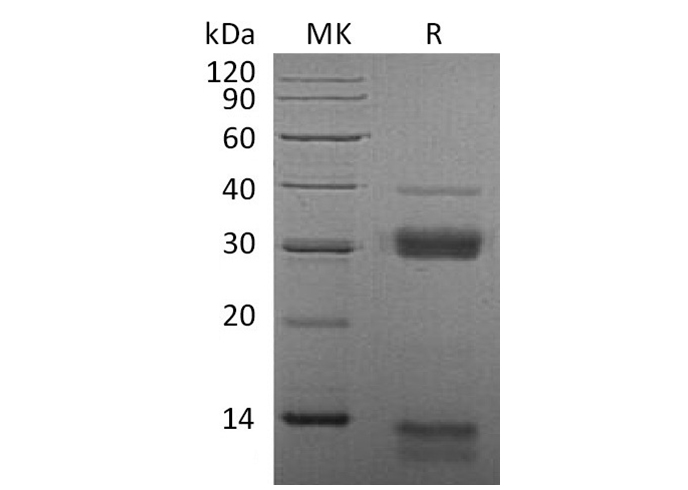 Валидация Elabscience PKSM041202(5109)