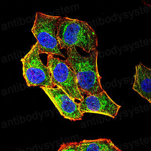 Валидация IF - AntibodySystem RHF32701