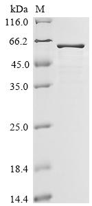 SDS-PAGE
