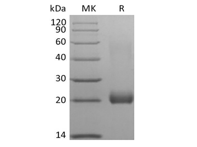 Валидация Elabscience PKSH033964(4194)