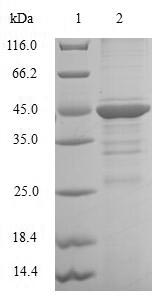 SDS-PAGE