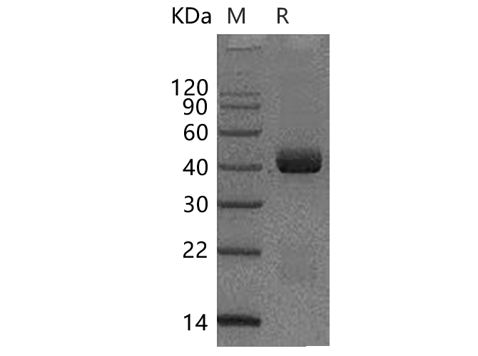 Валидация Elabscience PKSH033076(3445)
