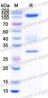 AHA46001, SDS-PAGE