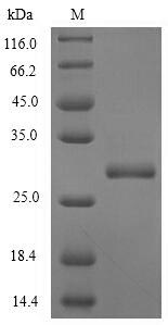SDS-PAGE