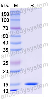 Валидация SDS-PAGE - AntibodySystem RHD33102