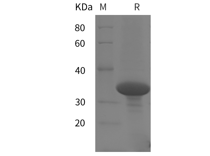 Валидация Elabscience PDEH100902(330)