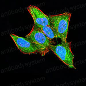 Валидация IF - AntibodySystem RHD93802
