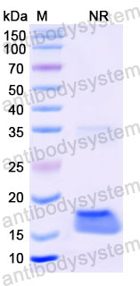 Валидация SDS-PAGE - AntibodySystem RHB86905