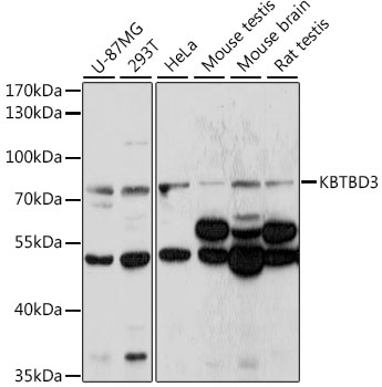 Валидация Elabscience E-AB-91456
