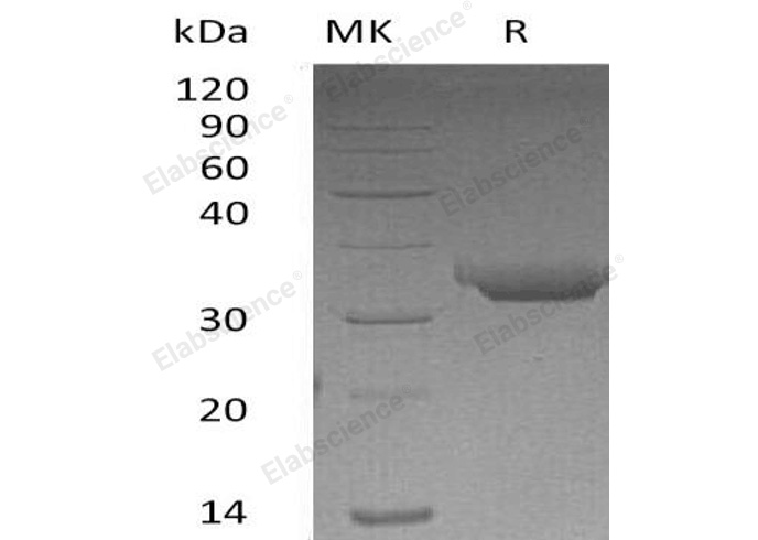 Валидация Elabscience PKSH032974(3363)