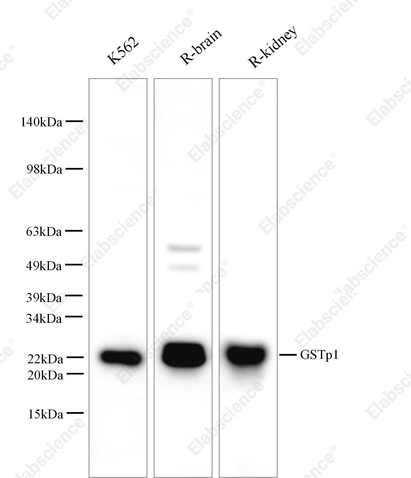 Вестерн-блоттинг, Gstp1, клетки K562, ткань легкого мыши, ткань мозга и почки крысы