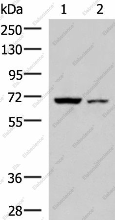 Вестерн-блоттинг, EWSR1, клетки 293T и HepG2