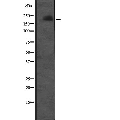 Валидация Affinity DF2324 - 12899