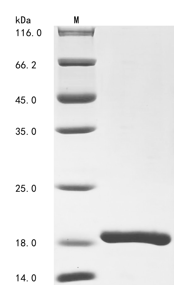 SDS-PAGE