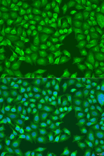 Валидация Elabscience E-AB-60965