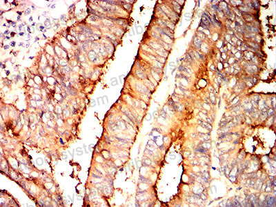 Валидация AntibodySystem RHE25603