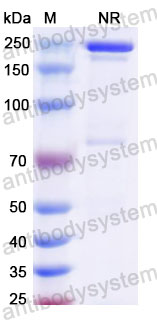 Валидация SDS-PAGE - AntibodySystem DHF92406