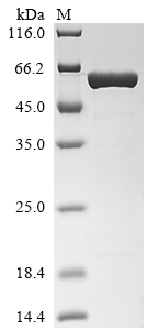 SDS-PAGE