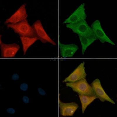 Валидация Affinity DF4780 - 16502