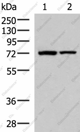 Вестерн-блоттинг, JPH1, ткань сердца и скелетных мышц мыши