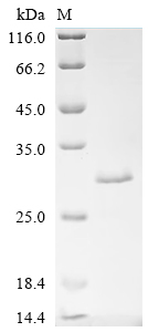 SDS-PAGE