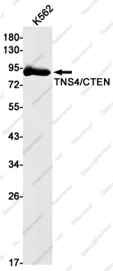 Вестерн-блоттинг, TNS4/CTEN, клетки K562