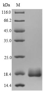 SDS-PAGE