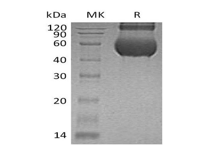Валидация Elabscience PKSH033302(3635)