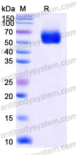 EHJ70001, SDS-PAGE